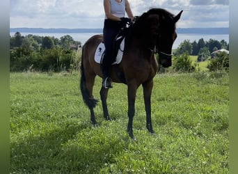 Deutsches Sportpferd, Wallach, 7 Jahre, 168 cm, Brauner