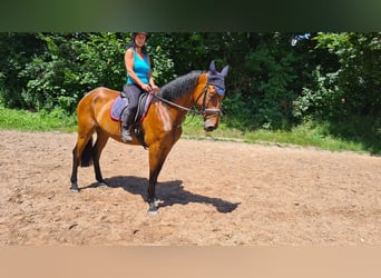 Deutsches Sportpferd, Wallach, 7 Jahre, 168 cm, Brauner