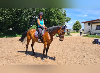 Deutsches Sportpferd, Wallach, 7 Jahre, 168 cm, Brauner