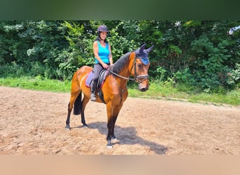 Deutsches Sportpferd, Wallach, 7 Jahre, 168 cm, Brauner