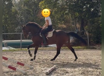 Deutsches Sportpferd, Wallach, 7 Jahre, 168 cm, Brauner