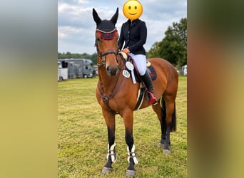 Deutsches Sportpferd, Wallach, 7 Jahre, 168 cm, Brauner