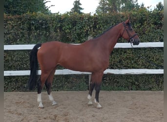 Deutsches Sportpferd, Wallach, 7 Jahre, 168 cm, Brauner