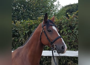 Deutsches Sportpferd, Wallach, 7 Jahre, 168 cm, Brauner