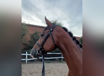 Deutsches Sportpferd, Wallach, 7 Jahre, 168 cm, Brauner