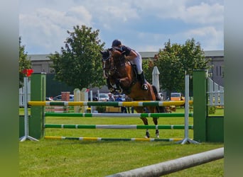 Deutsches Sportpferd, Wallach, 7 Jahre, 168 cm, Brauner
