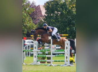Deutsches Sportpferd, Wallach, 7 Jahre, 168 cm, Brauner