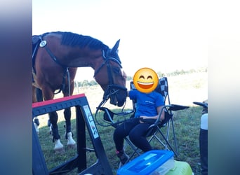 Deutsches Sportpferd, Wallach, 7 Jahre, 168 cm, Brauner