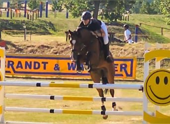 Deutsches Sportpferd, Wallach, 7 Jahre, 168 cm, Brauner