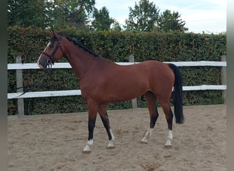 Deutsches Sportpferd, Wallach, 7 Jahre, 168 cm, Brauner