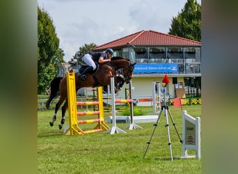 Deutsches Sportpferd, Wallach, 7 Jahre, 168 cm, Brauner