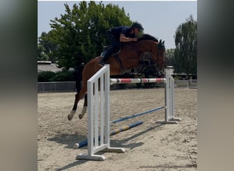 Deutsches Sportpferd, Wallach, 7 Jahre, 168 cm, Brauner