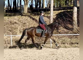 Deutsches Sportpferd, Wallach, 7 Jahre, 168 cm, Brauner