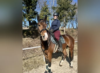 Deutsches Sportpferd, Wallach, 7 Jahre, 168 cm, Brauner