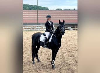 Deutsches Sportpferd, Wallach, 7 Jahre, 168 cm, Dunkelbrauner
