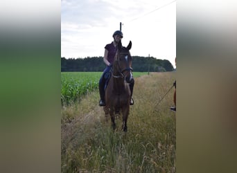Deutsches Sportpferd, Wallach, 7 Jahre, 168 cm, Dunkelbrauner