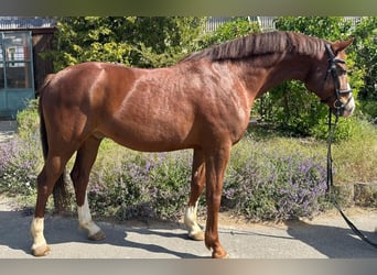 Deutsches Sportpferd, Wallach, 7 Jahre, 168 cm, Dunkelfuchs