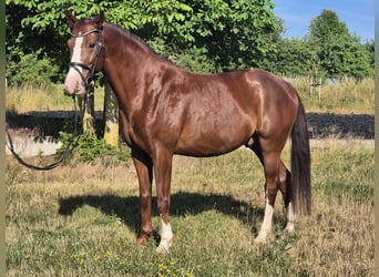 Deutsches Sportpferd, Wallach, 7 Jahre, 168 cm, Dunkelfuchs