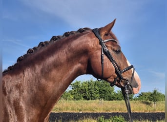 Deutsches Sportpferd, Wallach, 7 Jahre, 168 cm, Dunkelfuchs