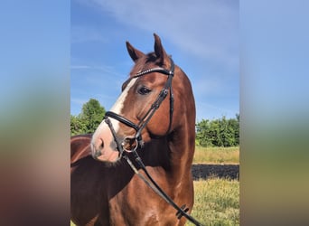 Deutsches Sportpferd, Wallach, 7 Jahre, 168 cm, Dunkelfuchs