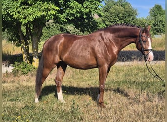 Deutsches Sportpferd, Wallach, 7 Jahre, 168 cm, Dunkelfuchs