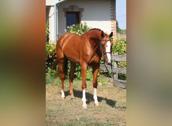 Deutsches Sportpferd, Wallach, 7 Jahre, 168 cm, Fuchs