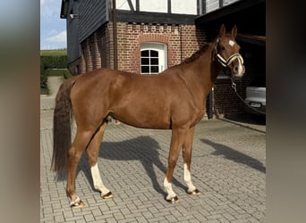 Deutsches Sportpferd, Wallach, 7 Jahre, 168 cm, Fuchs