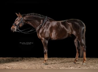 Deutsches Sportpferd, Wallach, 7 Jahre, 169 cm, Dunkelfuchs