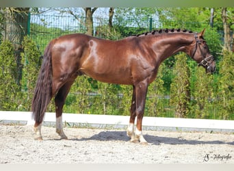 Deutsches Sportpferd, Wallach, 7 Jahre, 169 cm, Dunkelfuchs