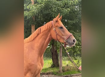 Deutsches Sportpferd, Wallach, 7 Jahre, 169 cm, Fuchs