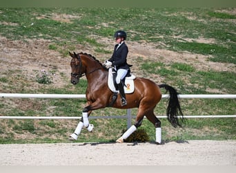 Deutsches Sportpferd, Wallach, 7 Jahre, 170 cm, Brauner