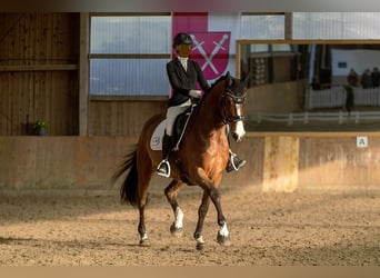 Deutsches Sportpferd, Wallach, 7 Jahre, 170 cm, Brauner