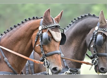 Deutsches Sportpferd, Wallach, 7 Jahre, 170 cm, Brauner