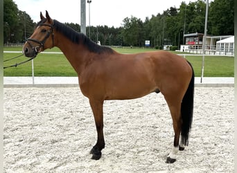 Deutsches Sportpferd, Wallach, 7 Jahre, 170 cm, Brauner