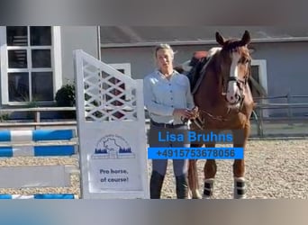 Deutsches Sportpferd, Wallach, 7 Jahre, 170 cm, Brauner