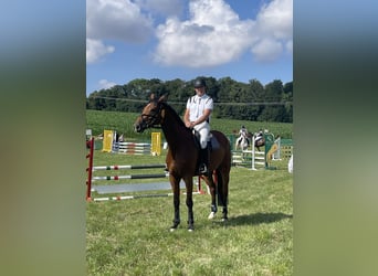 Deutsches Sportpferd, Wallach, 7 Jahre, 170 cm, Brauner