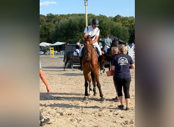 Deutsches Sportpferd, Wallach, 7 Jahre, 170 cm, Brauner