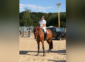 Deutsches Sportpferd, Wallach, 7 Jahre, 170 cm, Brauner