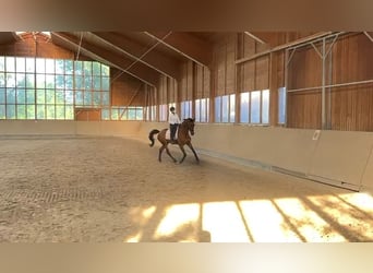 Deutsches Sportpferd, Wallach, 7 Jahre, 170 cm