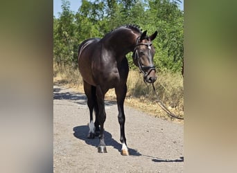 Deutsches Sportpferd, Wallach, 7 Jahre, 170 cm, Dunkelbrauner