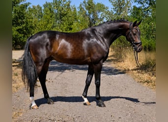 Deutsches Sportpferd, Wallach, 7 Jahre, 170 cm, Dunkelbrauner