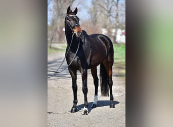 Deutsches Sportpferd, Wallach, 7 Jahre, 170 cm, Dunkelbrauner