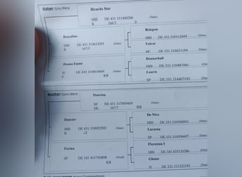 Deutsches Sportpferd, Wallach, 7 Jahre, 170 cm, Dunkelbrauner