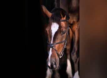 Deutsches Sportpferd, Wallach, 7 Jahre, 170 cm, Dunkelbrauner
