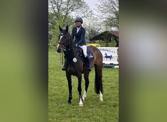 Deutsches Sportpferd, Wallach, 7 Jahre, 170 cm, Dunkelbrauner