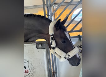 Deutsches Sportpferd, Wallach, 7 Jahre, 170 cm, Dunkelbrauner