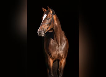 Deutsches Sportpferd, Wallach, 7 Jahre, 170 cm, Dunkelbrauner