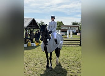Deutsches Sportpferd, Wallach, 7 Jahre, 170 cm, Dunkelbrauner