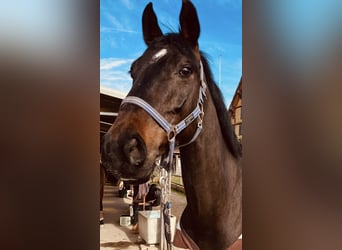 Deutsches Sportpferd, Wallach, 7 Jahre, 170 cm, Dunkelbrauner