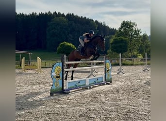 Deutsches Sportpferd, Wallach, 7 Jahre, 170 cm, Dunkelbrauner